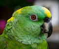 Yellow Front Amazon Parrot at the RMSA Exotic Bird Festival