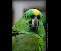 Yellow Front Amazon Parrot at the RMSA Exotic Bird Festival