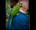 Hahn's Macaw at the RMSA Exotic Bird Festival