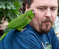 Hahn's Macaw at the RMSA Exotic Bird Festival