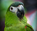 Hahn's Macaw at the RMSA Exotic Bird Festival