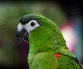 Hahn's Macaw at the RMSA Exotic Bird Festival