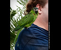Hahn's Macaw at the RMSA Exotic Bird Festival
