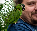 Hahn's Macaw at the RMSA Exotic Bird Festival