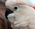 Moluccan Cockatoo at the RMSA Exotic Bird Festival