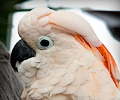 Moluccan Cockatoo at the RMSA Exotic Bird Festival