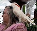 Moluccan Cockatoo at the RMSA Exotic Bird Festival