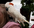 Moluccan Cockatoo at the RMSA Exotic Bird Festival