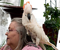 Moluccan Cockatoo at the RMSA Exotic Bird Festival