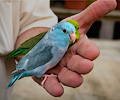 Pacific Parrotlets at the RMSA Exotic Bird Festival