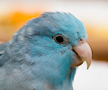 Pacific Parrotlets at the RMSA Exotic Bird Festival