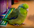 Pacific Parrotlets at the RMSA Exotic Bird Festival