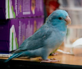 Pacific Parrotlets at the RMSA Exotic Bird Festival