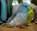 Pacific Parrotlets at the RMSA Exotic Bird Festival