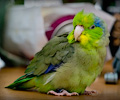 Pacific Parrotlets at the RMSA Exotic Bird Festival