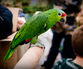 Red Lored Amazon Parrot at the RMSA Exotic Bird Festival