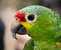 Red Lored Amazon Parrot at the RMSA Exotic Bird Festival