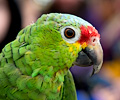 Red Lored Amazon Parrot at the RMSA Exotic Bird Festival