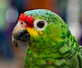 Red Lored Amazon Parrot at the RMSA Exotic Bird Festival