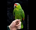 Red Lored Amazon Parrot at the RMSA Exotic Bird Festival