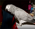 African Gray Parrot at the Rocky Mountain Bird Expo