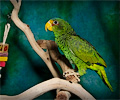 Amazon Parrot at the Rocky Mountain Bird Expo