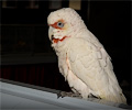 Bare Eyed Cockatoo at the Rocky Mountain Bird Expo