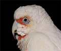 Bare Eyed Cockatoo at the Rocky Mountain Bird Expo