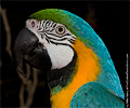 Blue and Gold Macaw at the Rocky Mountain Bird Expo