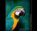 Blue and Gold Macaw at the Rocky Mountain Bird Expo