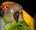 Blue Crown Conure at the Rocky Mountain Bird Expo