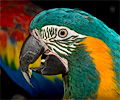 Blue Throated Macaw at the Rocky Mountain Bird Expo