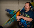 Double Shamrock Macaw at the Rocky Mountain Bird Expo