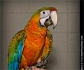 Double Shamrock Macaw at the Rocky Mountain Bird Expo