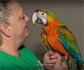 Double Shamrock Macaw at the Rocky Mountain Bird Expo