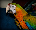 Double Shamrock Macaw at the Rocky Mountain Bird Expo