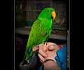 Eclectus Parrot at the Rocky Mountain Bird Expo