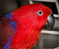 Eclectus Parrot at the Rocky Mountain Bird Expo