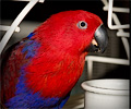 Eclectus Parrot at the Rocky Mountain Bird Expo