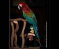 Green Wing Macaw at the Rocky Mountain Bird Expo