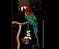 Green Wing Macaw at the Rocky Mountain Bird Expo