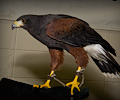 Harris Hawk at the Rocky Mountain Bird Expo