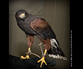 Harris Hawk at the Rocky Mountain Bird Expo