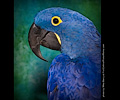 Hyacinth Macaw at the Rocky Mountain Bird Expo