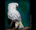 Umbrella Cockatoo at the Rocky Mountain Bird Expo