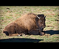 CSU bison shoot