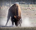 CSU bison shoot