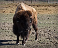 CSU bison shoot