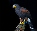 Harris Hawk