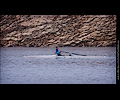 Horsetooth Ache rowing race 1-man boat